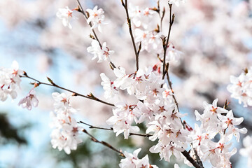 Obraz premium 桜