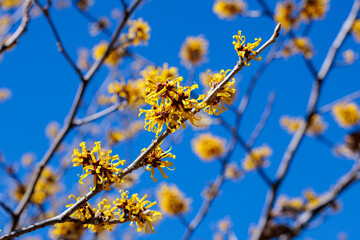 Yellow flowers of Hamamelis mollis bloom in early spring.