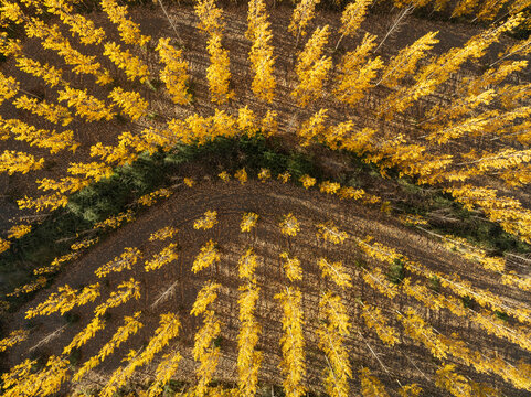 Aerial view of vibrant autumn foliage of european aspen trees in a lush countryside landscape, Purullena, Granada, Spain.