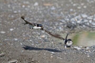 Hirondelle de fenêtre © Patrick