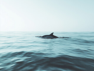 Fototapeta premium 돌고래 