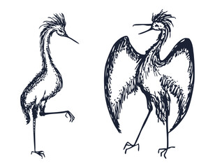 Hand drawn pair heron birds, two animals male female standing, vector illustration isolated on white
