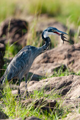 HERON /ARDEA