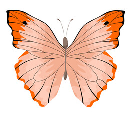 Butterfly Illustration 