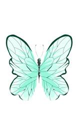 Butterfly Illustration 