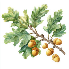 Realistic illustration of oak leaves and acorns, showcasing nature beauty and detail