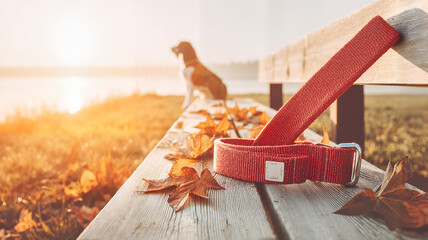 Dog enjoying sunset with leash on park bench surrounded by leaves  