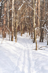Snowy Forest Trail with Ski Tracks in Winter Woodland