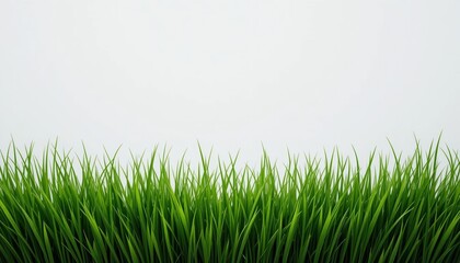 Fototapeta premium Lush green grass growth natural landscape photograph outdoor environment close-up view nature's beauty