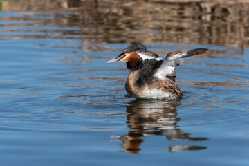 Portrait of a Great Grebe (Podiceps cristatus)  in  breeding plumage with outstretched wings taken from the side