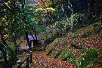 鳥取　紅葉