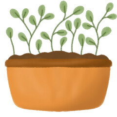 young plant in a pot
