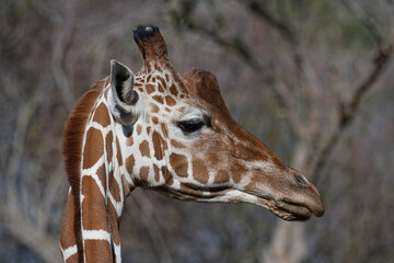 Girafe