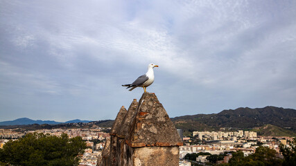 Fototapeta premium seagull on the roof