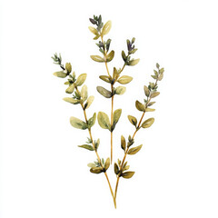 Naklejka premium beautiful watercolor illustration of green herbs with delicate leaves and stems, evoking serene