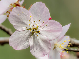 桜の花のある風景。繊細な雄しべ雌しべの様子。
