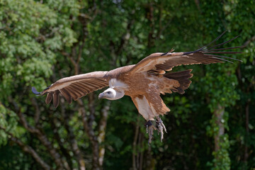 Vautour fauve