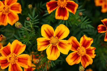 Vibrant orange and red marigolds bloom in a lush green garden, showcasing their intricate details and striking color contrast