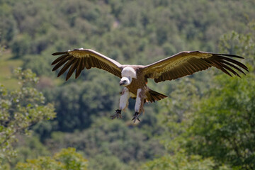 Vautour fauve