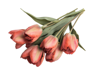 Arranging fresh coral tulips floral design spring vibes for home decor isolated on transparent background png