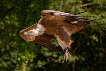Vautour fauve