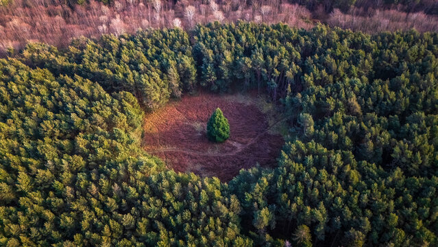 Aerial view of lush green forest with unique patterns and tranquil scenery, Dunbar, Scotland, United Kingdom.