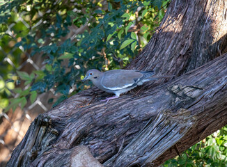 Mourning doves feeding in a cedar tree