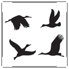 Swan silhouette, Swan illustration , Swan clipart, Swan vector , Swan icon , black Swan , Swan illustration on white background,