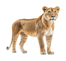 Obraz premium Majestic lioness portrait animal wildlife beauty isolated on transparent background png