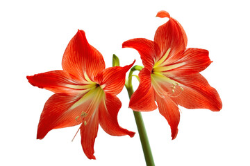 two red hippeastrum buds close-up isolated on white background./