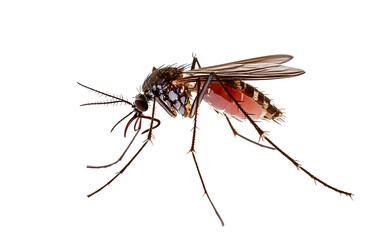 mosquito isolated on transparent background. png file