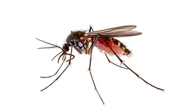 mosquito isolated on transparent background. png file