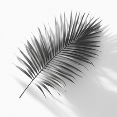 Obraz premium Black palm leaf on a white background creating contrast