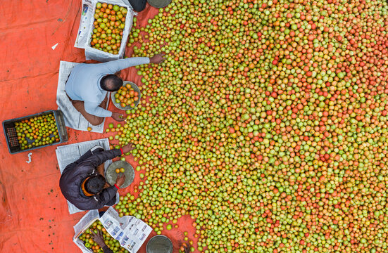 Dhunat, Bangladesh - 05 January 2023: Aerial view of wholesale tomato market bustling with vendors and fresh produce, Chaukibari, Dhunat, Rajshahi, Bangladesh.