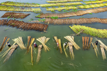 Natore, Bangladesh - 10 August 2023: Aerial view of jute retting with people and boats in a lush green landscape, Piprul, Natore, Rajshahi, Bangladesh.