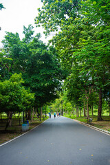 Walk way in city green public park nature pathway