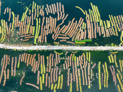 Aerial view of vibrant jute retting fields with water reflections and natural patterns, Piprul, Natore, Rajshahi, Bangladesh.