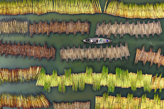 Aerial view of jute retting along the river with boats and patterns in the landscape, Piprul, Natore, Rajshahi, Bangladesh.