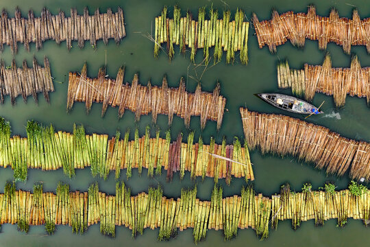 Aerial view of jute retting process with traditional boats and people in clear water, Piprul, Rajshahi, Bangladesh.