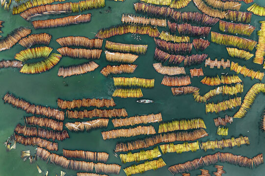 Aerial view of jute retting process with beautiful patterns and shapes in water, Piprul, Natore, Rajshahi, Bangladesh.