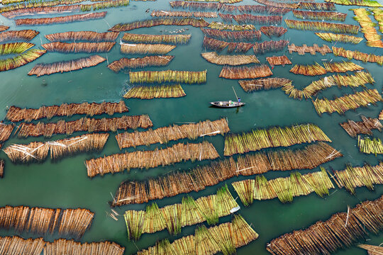 Aerial view of jute retting with beautiful patterns and shapes in water, Piprul, Natore, Rajshahi, Bangladesh.