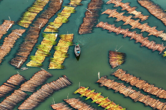 Aerial view of jute retting with boats on a clear river, Piprul, Natore, Rajshahi, Bangladesh.