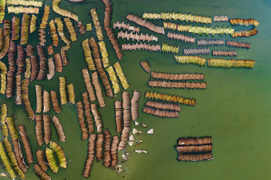 Aerial view of jute retting process in serene wetland with vibrant patterns, Piprul, Natore, Rajshahi, Bangladesh.