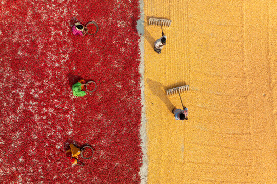Aerial view of red chili pepper processing with workers in a rural field, Dhunat, Rajshahi, Bangladesh.