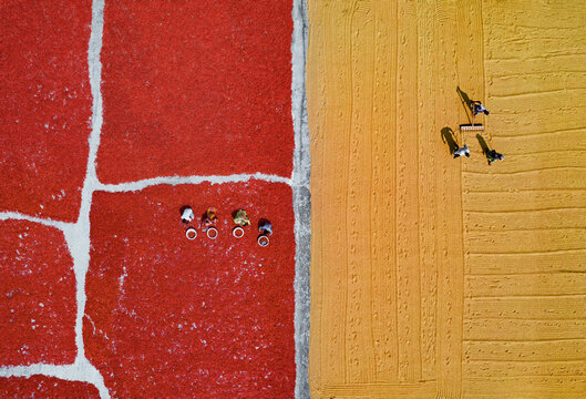 Aerial view of red chili pepper processing in a rural field, Fulbari, Sariakandi, Rajshahi, Bangladesh.