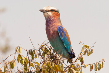 Rollier à longs brins