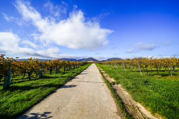 Obraz premium View of the landscape near Ilbesheim bei Landau in der Pfalz. Nature with vineyards on the Southern Wine Route in Rhineland-Palatinate. 