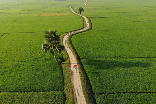 Aerial view of a zigzag country road winding through lush green fields and palm trees, Shibganj, Rajshahi, Bangladesh.