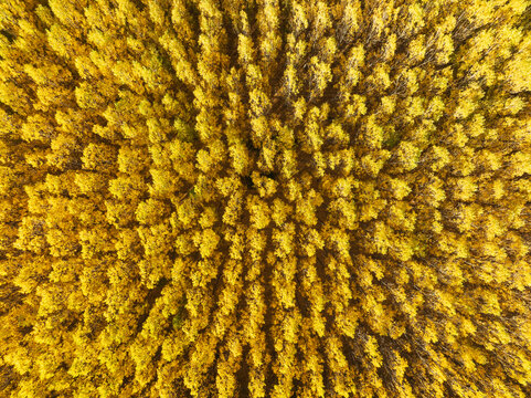 Aerial view of a vibrant autumn forest with colorful foliage and golden leaves, Fonelas, Granada, Spain. - Powered by Adobe