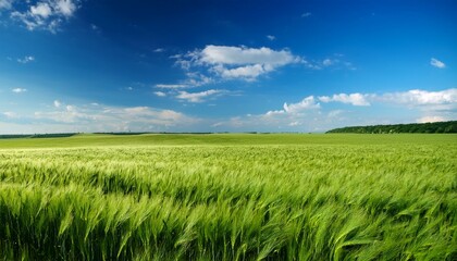Obraz premium Green wheat field and blue sky Beautiful agro landscape